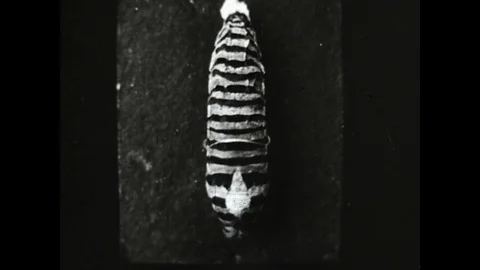 Chrysalis 1920 Stock Footage 78051961