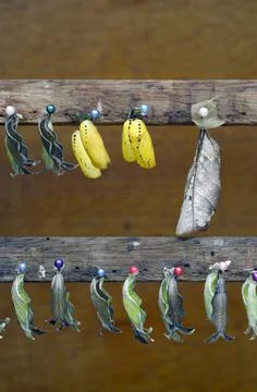 Chrysalis, Amazon, Ecuador Stock Photos
