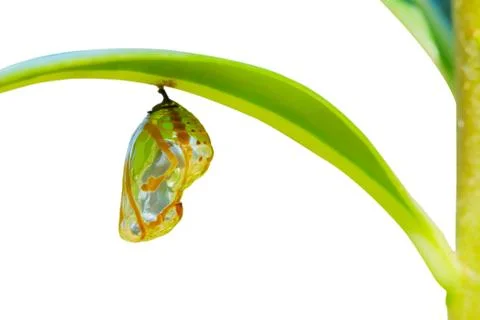 Chrysalis Butterfly Stock Photos