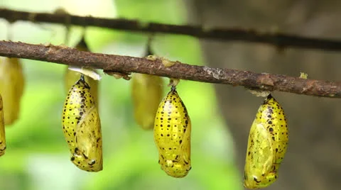 Chrysalis dried Soft Focus Close up Stock Footage 22679559