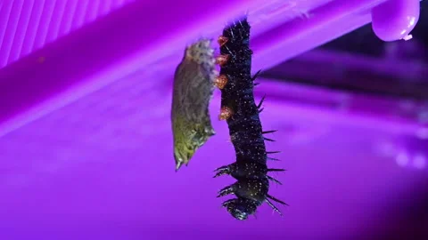 Chrysalis emerging from peacock caterpillar Vidéo 156982564
