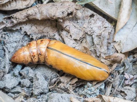 Chrysalis of moth on dry leaf Stock Photos
