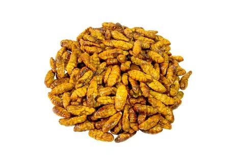 Chrysalis. Stock Photos