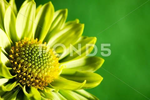 Chrysantemum flower over green backgrounds close-up shot with copy space Stock Photos
