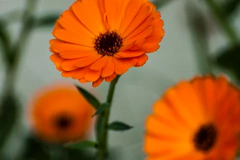 CHRYSANTEMUM FLOWER Stock Photos