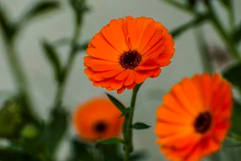 CHRYSANTEMUM FLOWER Stock Photos