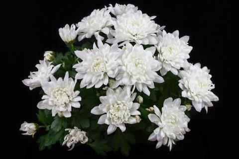 Chrysantemums Stock Photos