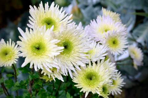 Chrysanthemes with water drops.Selective focus Stock Photos