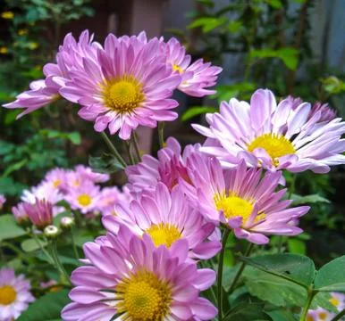 Chrysanthems close up Stock Photos