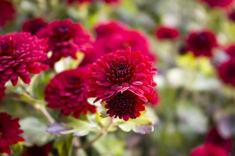 Chrysanthemu Stock Photos