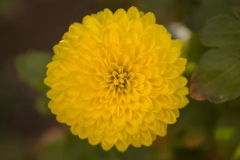 Chrysanthemu Stock Photos