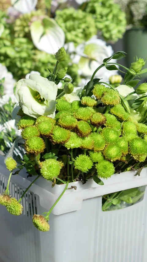 Chrysanthemum and eustoma flowers in a plastic container outside in the wind to Stock Footage 318932680