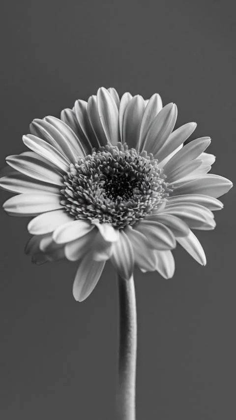 Chrysanthemum animation Video stock 312275166