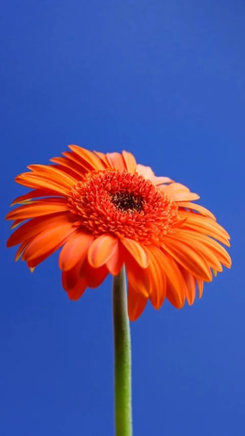 Chrysanthemum animation Video stock 312275167