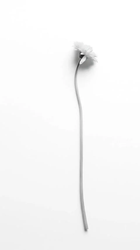 Chrysanthemum animation Video stock 312329417