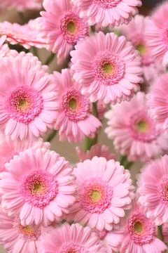 Chrysanthemum background Stock Photos