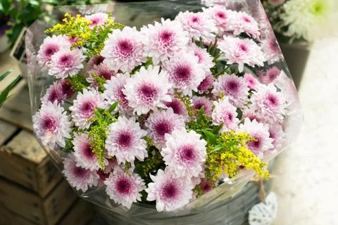 Chrysanthemum background. Stock Photos