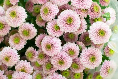 Chrysanthemum background. Stock Photos