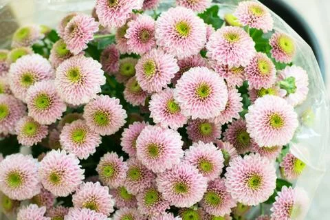 Chrysanthemum background. Stock Photos