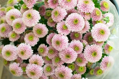 Chrysanthemum background. Stock Photos