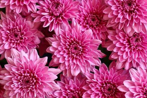 Chrysanthemum background Photos