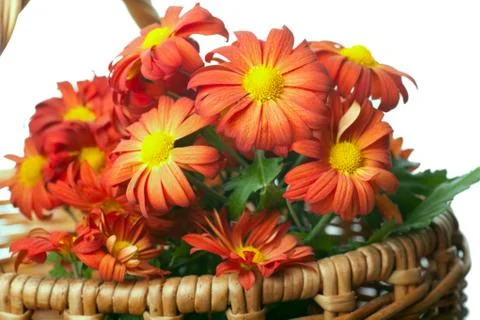 Chrysanthemum in a basket Stock Photos