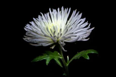 Chrysanthemum on a black Stock Photos