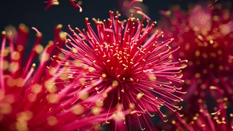 Chrysanthemum blooms in a soft 3D loop with floating petals. Stock Footage 322018173