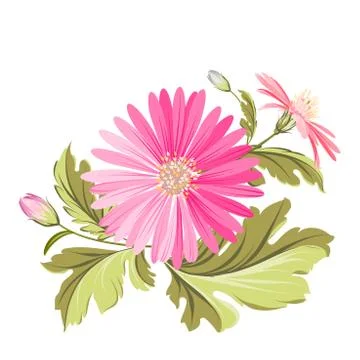 Chrysanthemum bud Stock Illustration