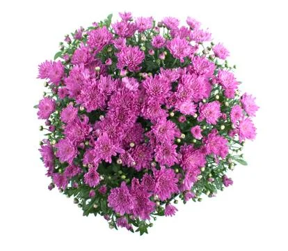 Chrysanthemum bush Stock Photos