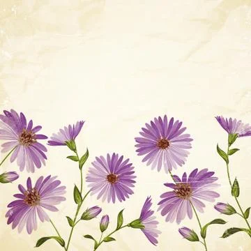 Chrysanthemum card. Illustrazione stock