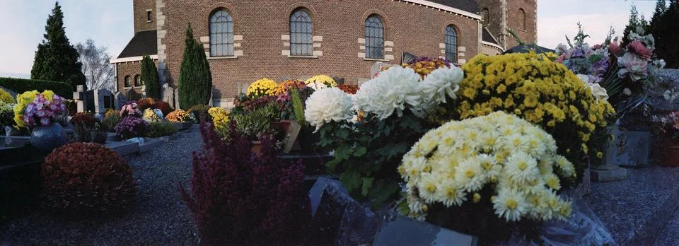 Chrysanthemum on cemetry Stock Photos