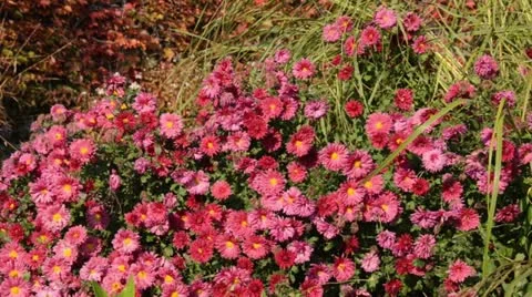 Chrysanthemum (Chrysanthemum) Stock Footage 12931742