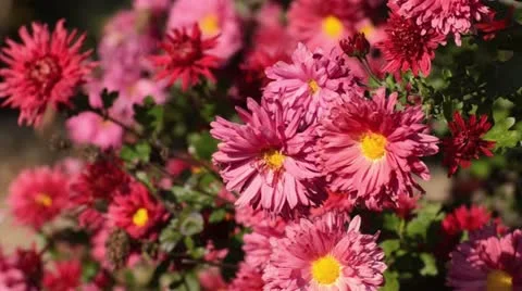 Chrysanthemum (Chrysanthemum) Stock Footage 12932387