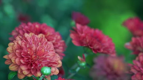 Chrysanthemum Close Up Macro with high depth of field Stock Footage 55373579