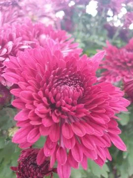 Chrysanthemum, close-up Stock Photos