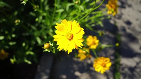 Chrysanthemum coreopsis yellow petals Stock Footage 155420522