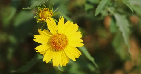 Chrysanthemum coronarium close up Stock Footage 96011900