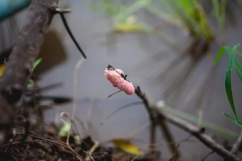 Chrysanthemum eggs Stock Photos