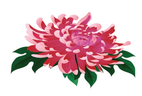 Chrysanthemum flora icon classical colored design Stock-Illustration