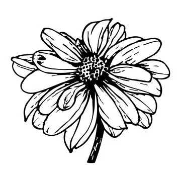 Chrysanthemum flower bud. Vector linear botanical illustration. Realistic nat Stock Illustration