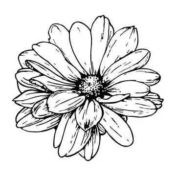 Chrysanthemum flower bud. Vector linear botanical illustration. Realistic nat Stock Illustration