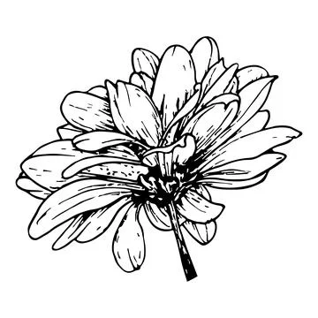Chrysanthemum flower bud. Vector linear botanical illustration. Realistic nat Stock Illustration
