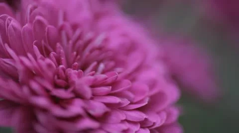 Chrysanthemum flower 스톡 동영상 12377853