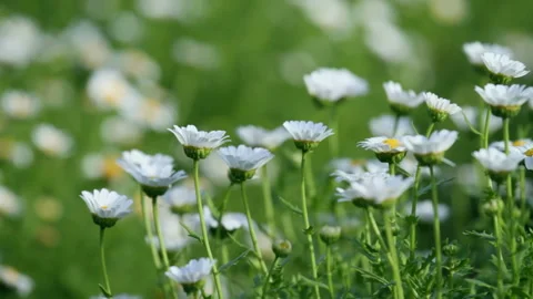 Chrysanthemum Flower Stock Footage 327252960