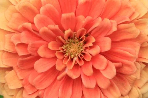 Chrysanthemum flower Stock Photos