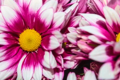 Chrysanthemum flower Stock Photos