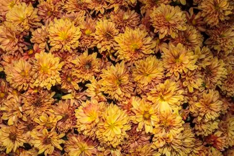 Chrysanthemum flower Stock Photos
