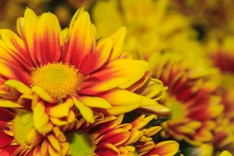 Chrysanthemum flower Stock Photos