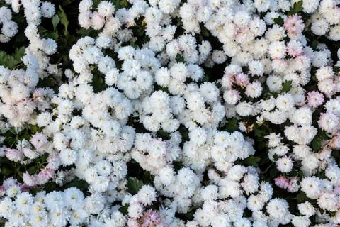 Chrysanthemum flower Stock Photos
